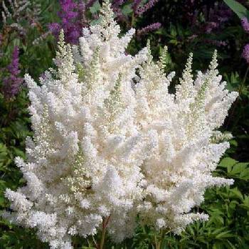 Астильба Astilbe arendsii ‘Close Harmony’